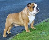 Bulldog